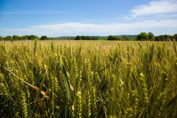 Пшеничные поля в регионе Вексин во Франции — стоковое фото