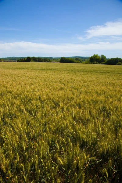 Pola pszenicy we Francji, w regionie Vexin — Zdjęcie stockowe