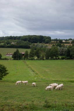 Islah, Normandy, Fransa için genç boğa sürüsü