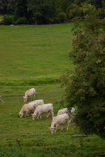 群年轻公牛育种，在法国诺曼底 — 图库照片