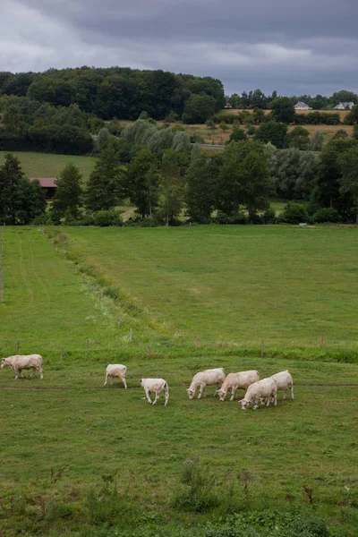 Rebaño de toros jóvenes destinados a la cría, en Normandía, Francia —  Fotos de Stock