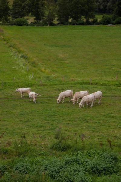 Islah, Normandy, Fransa için genç boğa sürüsü — Stok fotoğraf