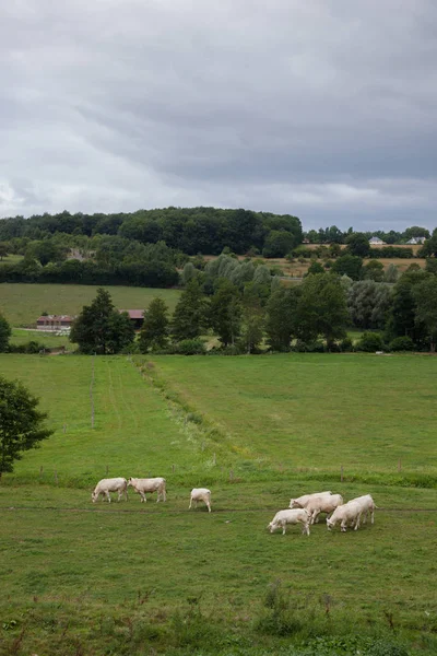 Стадо молодых быков для разведения, в Нормандии, Франция — стоковое фото