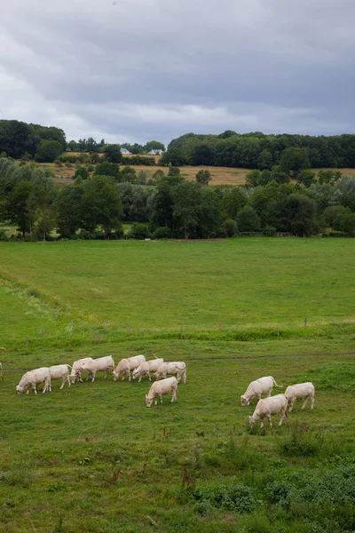 Κοπάδι των νεαρών ταύρων αναπαραγωγής, στη Νορμανδία, Γαλλία — Φωτογραφία Αρχείου