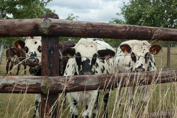 Κοπάδι για τους νεαρούς ταύρους για αναπαραγωγή, σε ένα πεδίο των μήλων στο Norman — Φωτογραφία Αρχείου