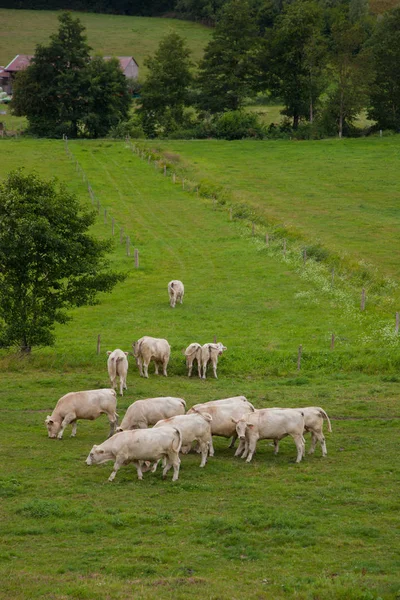 Stádo mladých býků do plemenitby v regionu Normandie, Francie — Stock fotografie