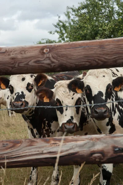 Herd of young bulls for breeding, in Normandy, France — Stock Photo, Image