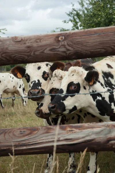 Csorda fiatal bika tenyésztésre, Normandia, Franciaország — Stock Fotó