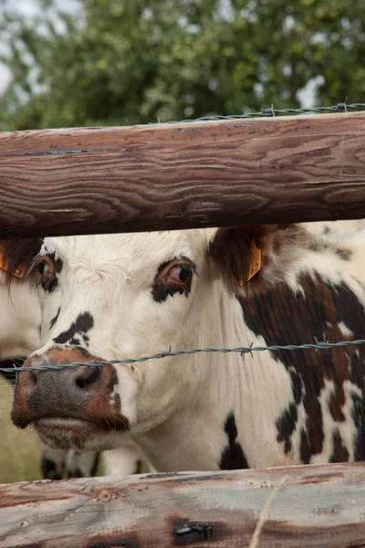 Mandria di giovani tori da riproduzione, in Normandia, Francia — Foto Stock
