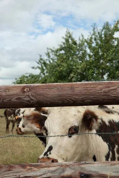 Mandria di giovani tori da riproduzione, in un campo di mele in Normanna — Foto Stock