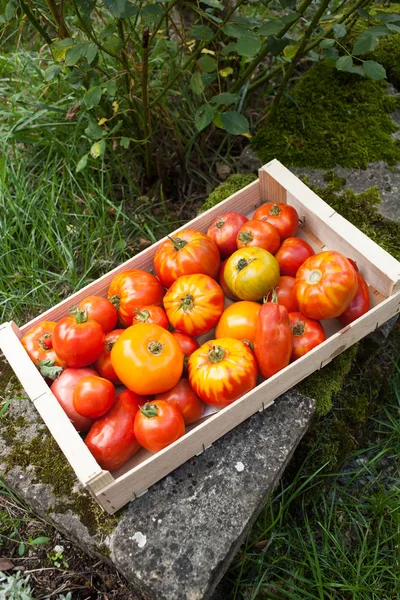 Ассортимент органических помидоров в деревянном ящике — стоковое фото