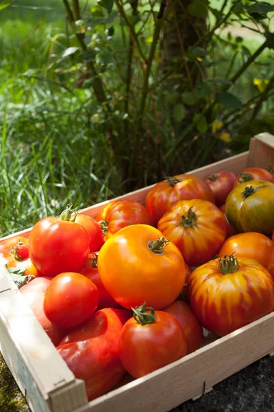 Ассортимент органических помидоров в деревянном ящике — стоковое фото