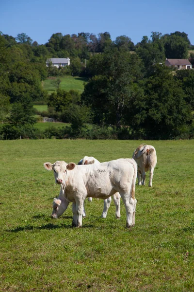 Rebaño de vacas lecheras en la región de Berry, Francia —  Fotos de Stock