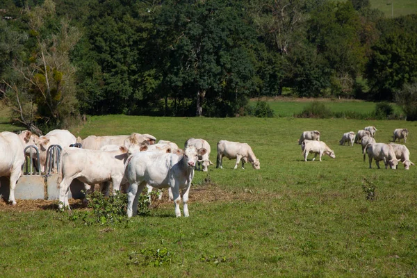 Mandria di vacche da latte nella regione di Berry, Francia — Foto Stock