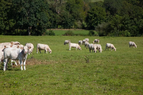 Állomány a tejelő tehenek, a bogyó régióban, Franciaország — Stock Fotó