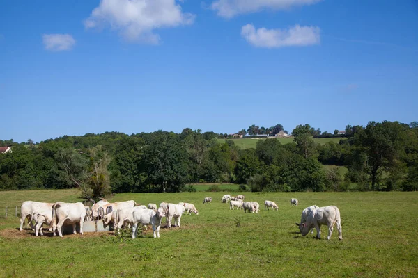 Mandria di vacche da latte nella regione di Berry, Francia — Foto Stock