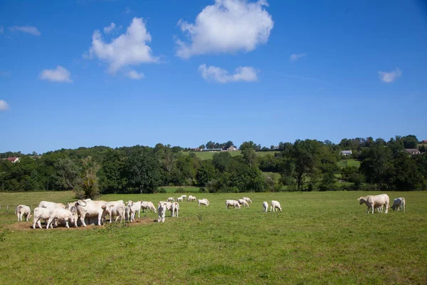 Rebaño de vacas lecheras en la región de Berry, Francia —  Fotos de Stock