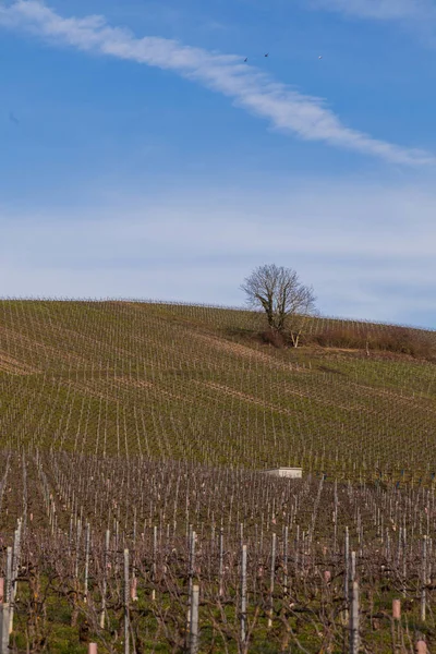 Ay champagne vineyard in the Champagne region, during the winter period — Stock Photo, Image