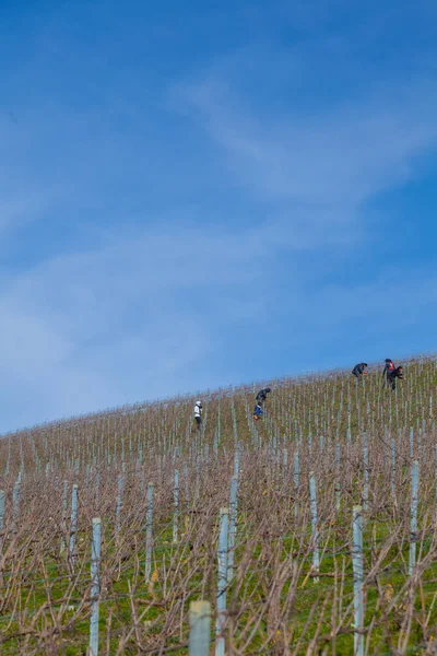Enólogos podar os ramos, em uma vinha produzindo champanhe, na região de Ay Champagne, durante o período de inverno — Fotografia de Stock