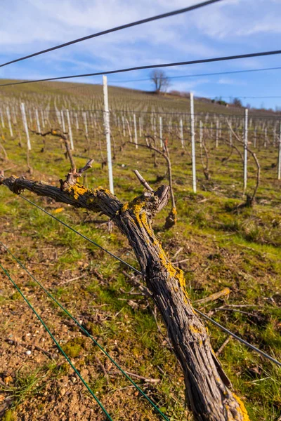 Nahaufnahme von Weinreben für die Produktion von Champagner in der Champagnerregion während der Wintermonate. — Stockfoto