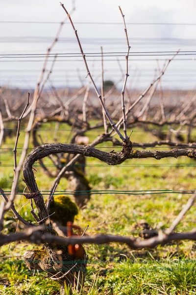 Fechar as vinhas, para a produção de champanhe, na região de Champagne, durante o período de inverno . — Fotografia de Stock