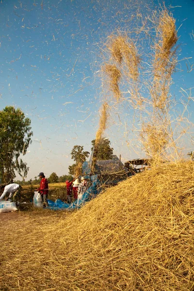 Taylandlı çiftçi bir grubun bir makine hasat döneminde kuzeydoğu Tayland pirinç alanında pirinç taneleri ayırmak için kullanın