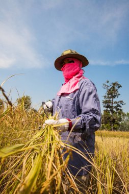 Pirinç el ile kuzeydoğu Tayland pirinç alanında hasat sezonunda hasat bir kadın çiftçi