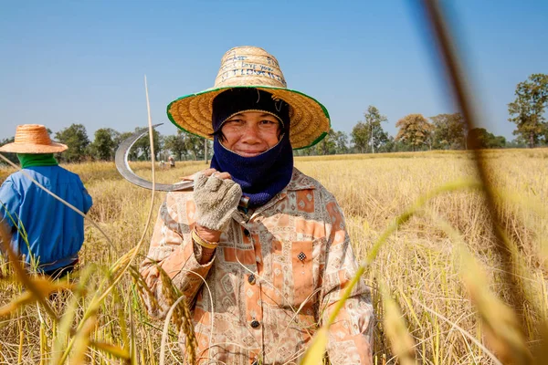 Pirinç el ile kuzeydoğu Tayland pirinç alanında hasat sezonunda hasat bir kadın çiftçi