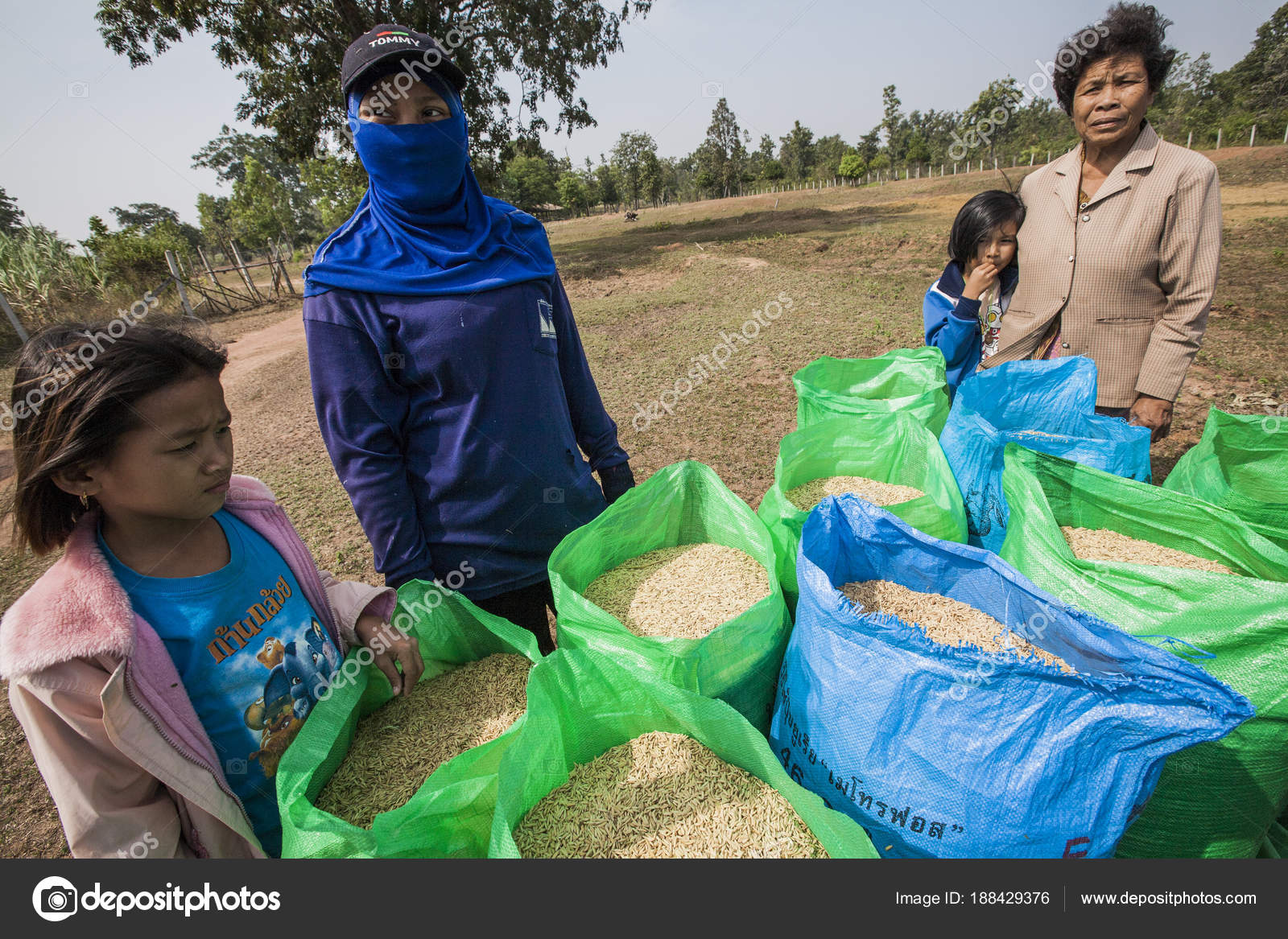 Thai farmer collect the rice in big bags during the harvest season, in ...