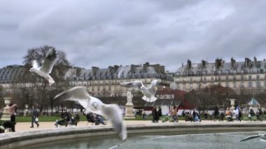Paris 'teki ünlü Tuileries bahçesinde martılar turistlerden yiyecek bekliyor.