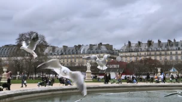 Paris Teki Ünlü Tuileries Bahçesinde Martılar Turistlerden Yiyecek Bekliyor — Stok video