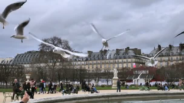 Beroemde Tuilerieëntuin Parijs Wachten Meeuwen Voedsel Van Toeristen — Stockvideo