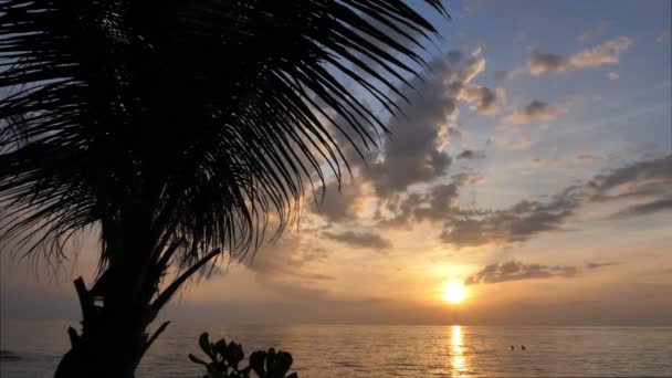 Belo Pôr Sol Frente Uma Palmeira Uma Praia Tailândia — Vídeo de Stock