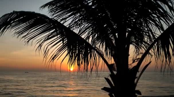 Hermosa Puesta Sol Frente Una Palmera Una Playa Tailandia — Vídeos de Stock