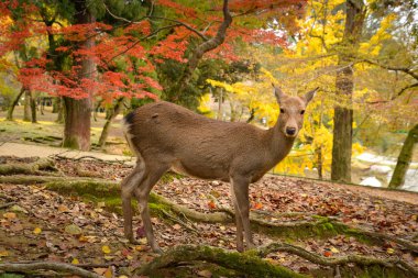 Sonbahar geyik Nara Park, Japonya