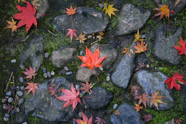 Folhas de bordo em Nara, Japão — Fotografia de Stock