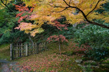 Sonbaharda akçaağaç ağaç Japon tarzı Garden, Nara, Japonya