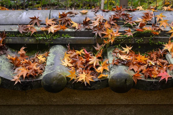 Folhas de bordo na parede, Nara, Japão — Fotografia de Stock