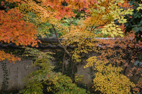 Klon kolorowy liście jesienią, Nara, Japonia — Zdjęcie stockowe