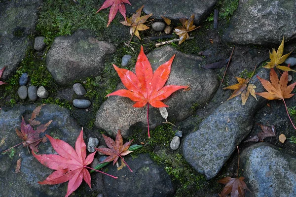Folhas de bordo caídas no outono, Nara, Japão — Fotografia de Stock