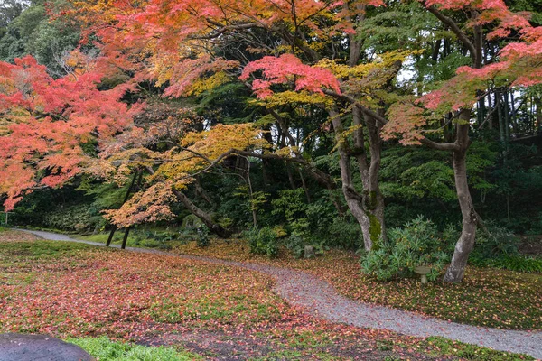 Bordo no outono, Nara, Japão — Fotografia de Stock