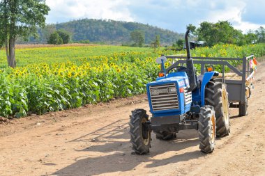 Nakhon Ratchasima, Tayland ayçiçeği bir alandaki yerel kamyon 