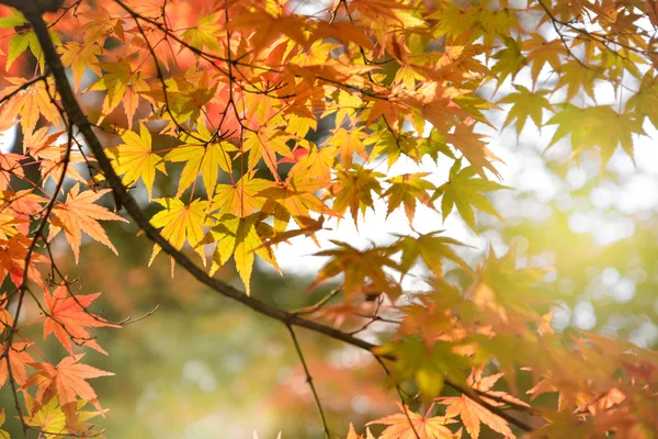 Hojas de arce en otoño, Kyoto, Japón —  Fotos de Stock