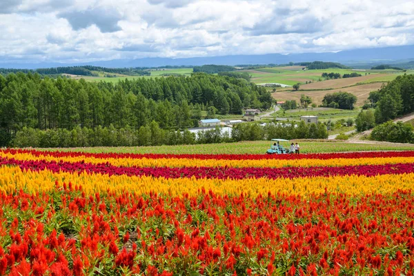 Campo de flores colorido en Biei, Hokkaido, Japón — Foto de Stock