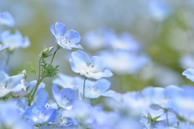 Blue flower, Nemophila or Baby blue eyes, Japan clipart