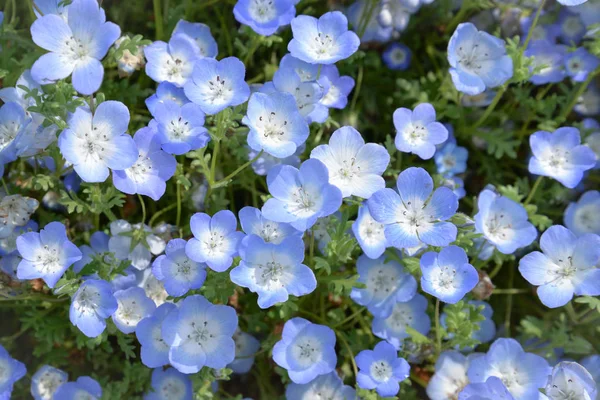 Mavi çiçek, Nemophila ya da bebek mavi gözlü, Japonya