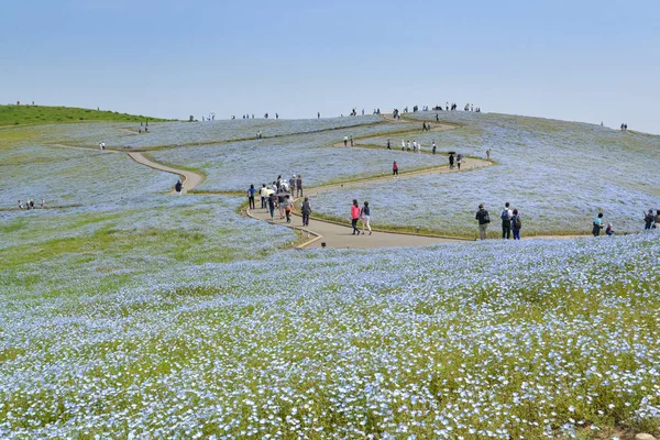 Campo Nemophila en Hitachi Seaside Park, Ibaraki, Japón — Foto de Stock