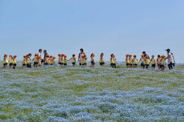 Campo de Nemophila, Ibaraki, Japón — Foto de Stock