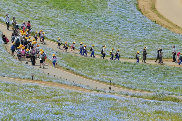 Campo de Nemophila, Ibaraki, Japón — Foto de Stock