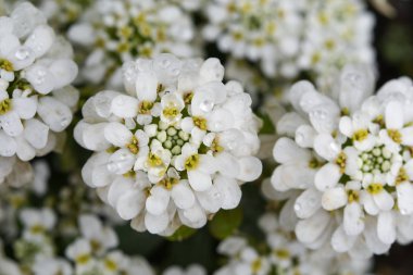Iberis veya candytuft yağmurdan sonra bahçedeki (yakın)